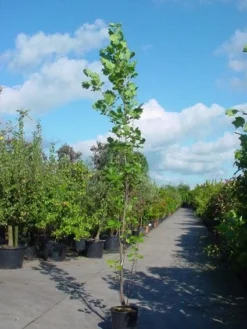 Tulpenboom (Liriodendron Tulipfera 'Fastigiata') -Tuinplantenwinkel 20101217144143 6