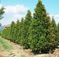 Magnolia (Magnolia Grandiflora 'Gallissoniere') 18 Magnolia (Magnolia Grandiflora 'Gallissoniere') -Tuinplantenwinkel 20101217150008 85 17 2