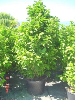 Beverboom (Magnolia Liliiflora 'Nigra') -Tuinplantenwinkel 20101217150734 13 2