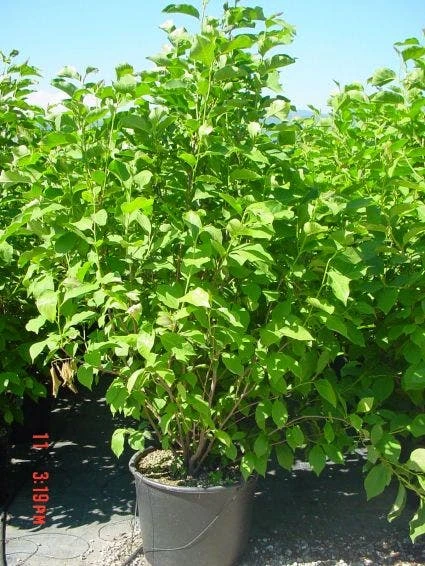 Beverboom (Magnolia 'Heaven Scent') 2 Beverboom (Magnolia 'Heaven Scent') - Afbeelding 2