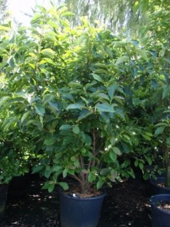 Beverboom (Magnolia Soulangeana) -Tuinplantenwinkel 20101217150923 10