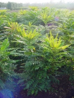 Mahoniestruik (Mahonia Media 'Winter Sun') 15 Mahoniestruik (Mahonia Media 'Winter Sun') -Tuinplantenwinkel 20101217162700 11