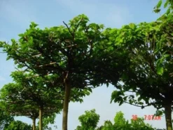 Dakmoerbei (Morus Alba 'Macrophylla') -Tuinplantenwinkel 20101217170400 9