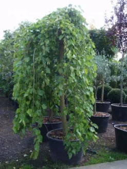 Moerbei Als Treurboom (Morus Alba 'Pendula') -Tuinplantenwinkel 20101217170434 9 1