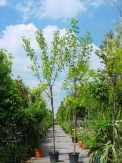 Zwarte Moerbei Als Boom (Morus Nigra) -Tuinplantenwinkel 20101217171258 8 1