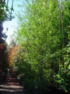 Schijnbeuk (Nothofagus Antarctica) -Tuinplantenwinkel 20101220114349 10