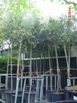 Olijfboom (Olea Europaea )