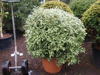 Schijnhulst In Bolvorm (Osmanthus Heterophyllus 'Goshiki') 1 Schijnhulst In Bolvorm (Osmanthus Heterophyllus 'Goshiki')