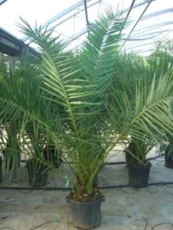 Canarische Dadelpalm (Phoenix Canariensis) -Tuinplantenwinkel 20101220144503 10