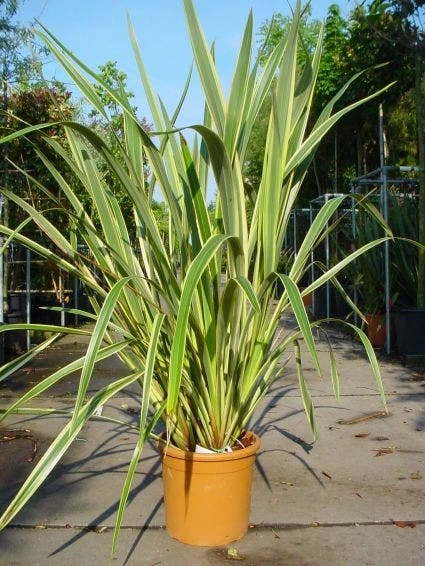 Nieuw Zeelands Vlas (Phormium Tenax 'Variegatum') 2 Nieuw Zeelands Vlas (Phormium Tenax 'Variegatum') - Afbeelding 2