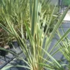 Nieuw Zeelands Vlas (Phormium Tenax 'Variegatum')