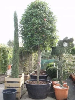 Glansmispel Als Boom (Photinia Fraseri 'Red Robin') -Tuinplantenwinkel 20101220152227 9