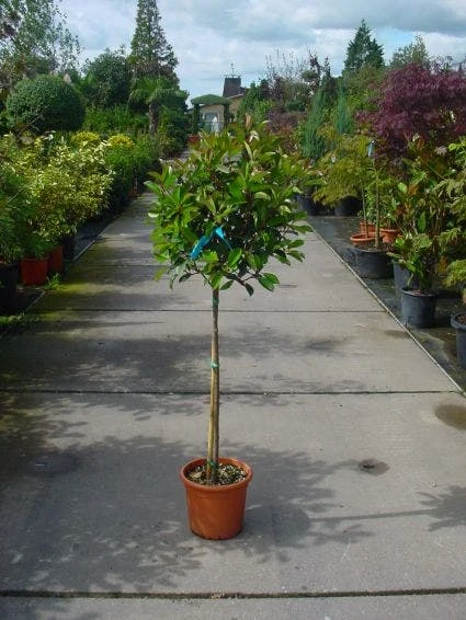 Glansmispel Op Stam (Photinia Fraseri 'Red Robin') 2 Glansmispel Op Stam (Photinia Fraseri 'Red Robin') - Afbeelding 2