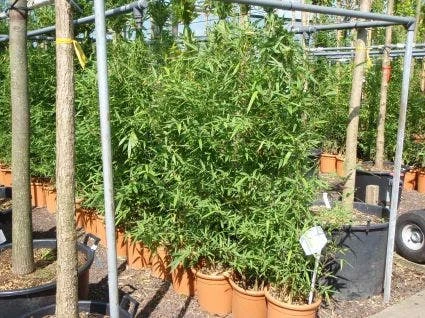 Bamboe (Phyllostachys Aurea) 6 Bamboe (Phyllostachys Aurea) - Afbeelding 6