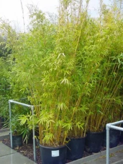 Bamboe (Phyllostachys Aureosulcata 'Spectabilis') 15 Bamboe (Phyllostachys Aureosulcata 'Spectabilis') -Tuinplantenwinkel 20101220163030 7