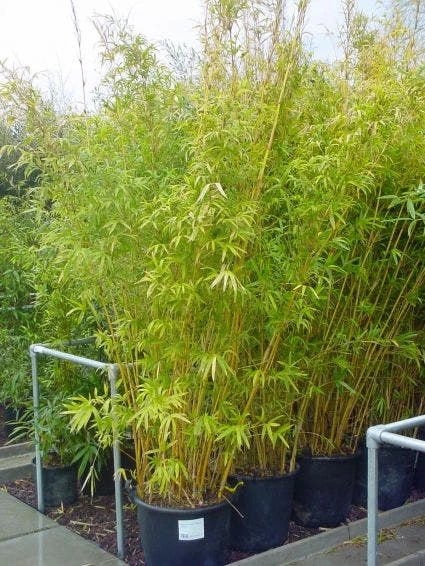 Bamboe (Phyllostachys Aureosulcata 'Spectabilis') 3 Bamboe (Phyllostachys Aureosulcata 'Spectabilis') - Afbeelding 3