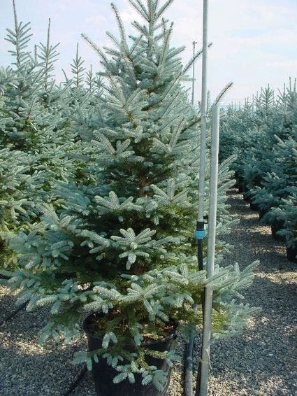 Zilverden (Picea Pungens 'Koster') 1 Zilverden (Picea Pungens 'Koster')