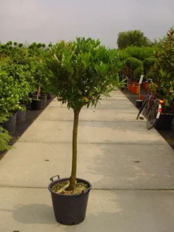 Laurierkers Op Stam (Prunus Laurocerasus 'Otto Luyken') -Tuinplantenwinkel 20101221104726 2