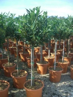 Laurierkers Op Stam (Prunus Laurocerasus 'Otto Luyken')