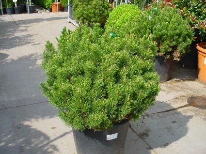 Bergden (Pinus Mugo Mughus) 2 Bergden (Pinus Mugo Mughus) - Afbeelding 2