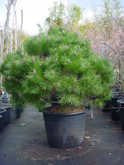 Bolvormige Den (Pinus Nigra 'Brepo') 1 Bolvormige Den (Pinus Nigra 'Brepo')