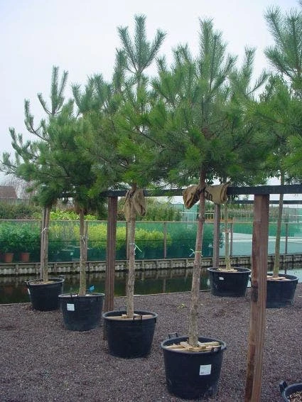Oostenrijkse Den Als Boom (Pinus Nigra Nigra) 3 Oostenrijkse Den Als Boom (Pinus Nigra Nigra) - Afbeelding 3