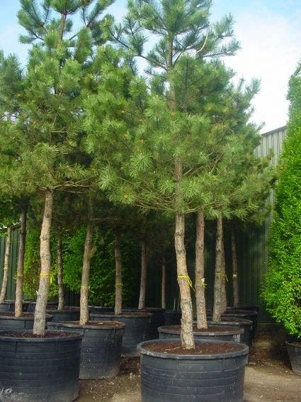 Oostenrijkse Den Als Boom (Pinus Nigra Nigra) 2 Oostenrijkse Den Als Boom (Pinus Nigra Nigra) - Afbeelding 2