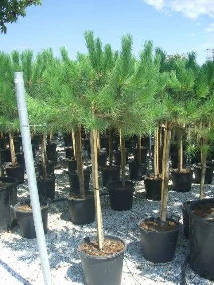 Parasolden Op Stam (Pinus Pinea) 2 Parasolden Op Stam (Pinus Pinea) - Afbeelding 2