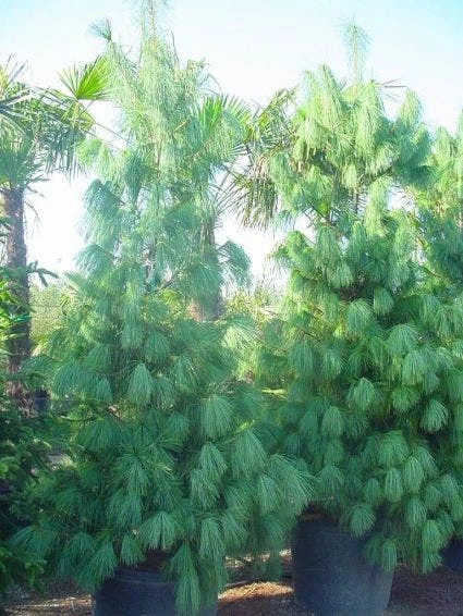 Treurden (Pinus Wallichiana) 2 Treurden (Pinus Wallichiana) - Afbeelding 2