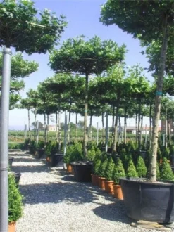 Dakplataan (Platanus Hispanica ) -Tuinplantenwinkel 20101221142257 16