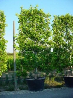 Plataan Als Leivorm (Platanus Hispanica) -Tuinplantenwinkel 20101221145019 2