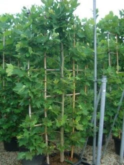 Plataan Als Leivorm (Platanus Hispanica) -Tuinplantenwinkel 20101221145030 2