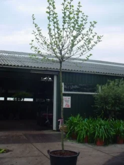 Bolplataan (Platanus 'Alphen's Globe') -Tuinplantenwinkel 20101221145809 8