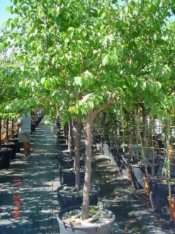 Amandelboom (Prunus Dulcis) 11 Amandelboom (Prunus Dulcis) -Tuinplantenwinkel 20101221155404 3