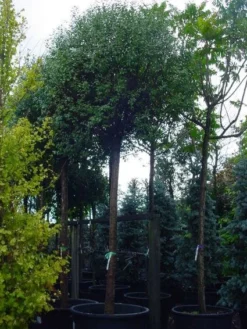 Bolprunus (Prunus Eminens 'Umbraculifera') -Tuinplantenwinkel 20101221155441 16