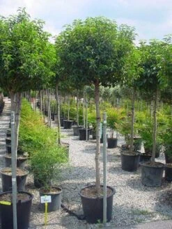 Portugese Laurier Op Stam (Prunus Lusitanica 'Angustifolia') -Tuinplantenwinkel 20101221164022 5 2