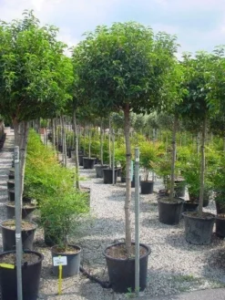 Portugese Laurier Op Stam (Prunus Lusitanica 'Angustifolia') -Tuinplantenwinkel 20101221164022 5