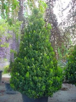 Portugese Laurier, Piramide (Prunus Lusitanica ) -Tuinplantenwinkel 20101221164936 8 1
