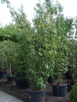 Sierkers, Struikvorm (Prunus Serrulata 'Kanzan') -Tuinplantenwinkel 20101224132249 9