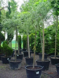 Treursierpeer (Pyrus Salicifolia 'Pendula') -Tuinplantenwinkel 20101224152204 9