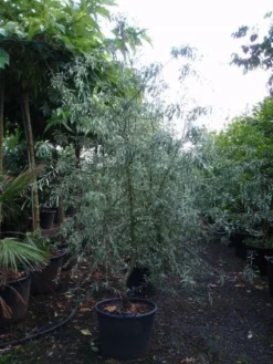 Sierpeer Als Struik (Pyrus Salicifolia 'Pendula') -Tuinplantenwinkel 20101224153119 6 1