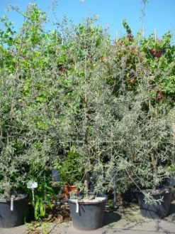 Sierpeer Als Struik (Pyrus Salicifolia 'Pendula') -Tuinplantenwinkel 20101224153132 6