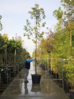 Hongaarse Eik (Quercus Frainetto)