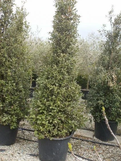 Steeneik Als Piramide (Quercus Ilex) 2 Steeneik Als Piramide (Quercus Ilex) - Afbeelding 2