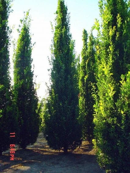 Zomereik Als Zuilboom (Quercus Robur 'Fastigiata') 4 Zomereik Als Zuilboom (Quercus Robur 'Fastigiata') - Afbeelding 4