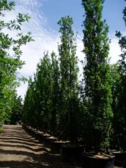 Zomereik Als Zuilboom (Quercus Robur 'Fastigiata') 9 Zomereik Als Zuilboom (Quercus Robur 'Fastigiata') -Tuinplantenwinkel 20101227160311 12