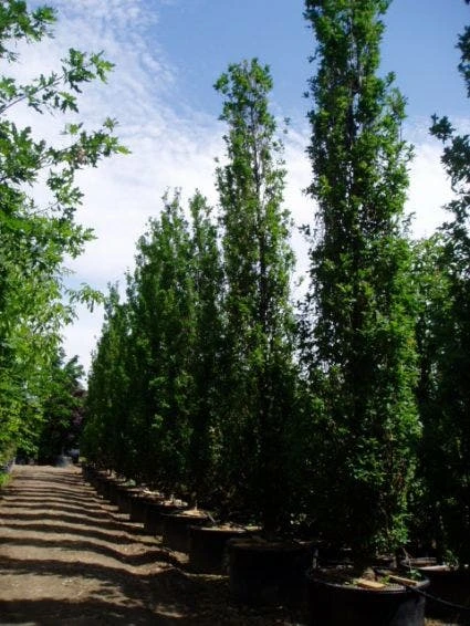 Zomereik Als Zuilboom (Quercus Robur 'Fastigiata') 3 Zomereik Als Zuilboom (Quercus Robur 'Fastigiata') - Afbeelding 3