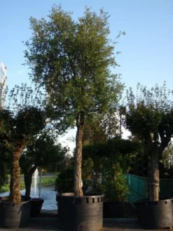 Kurkeik (Quercus Suber) -Tuinplantenwinkel 20101227162131 9 2