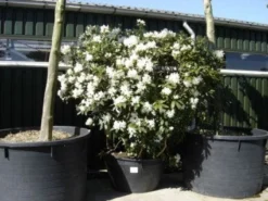 Rhododendron (Rhododendron 'Cunningham White') -Tuinplantenwinkel 20101227172754 8 1
