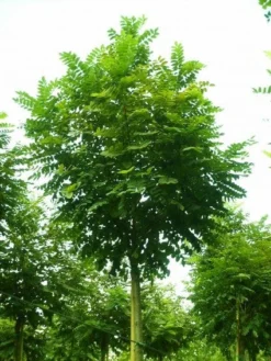 Bolacacia (Robinia Pseudoacacia 'Umbraculifera') -Tuinplantenwinkel 20101228120433 24 2